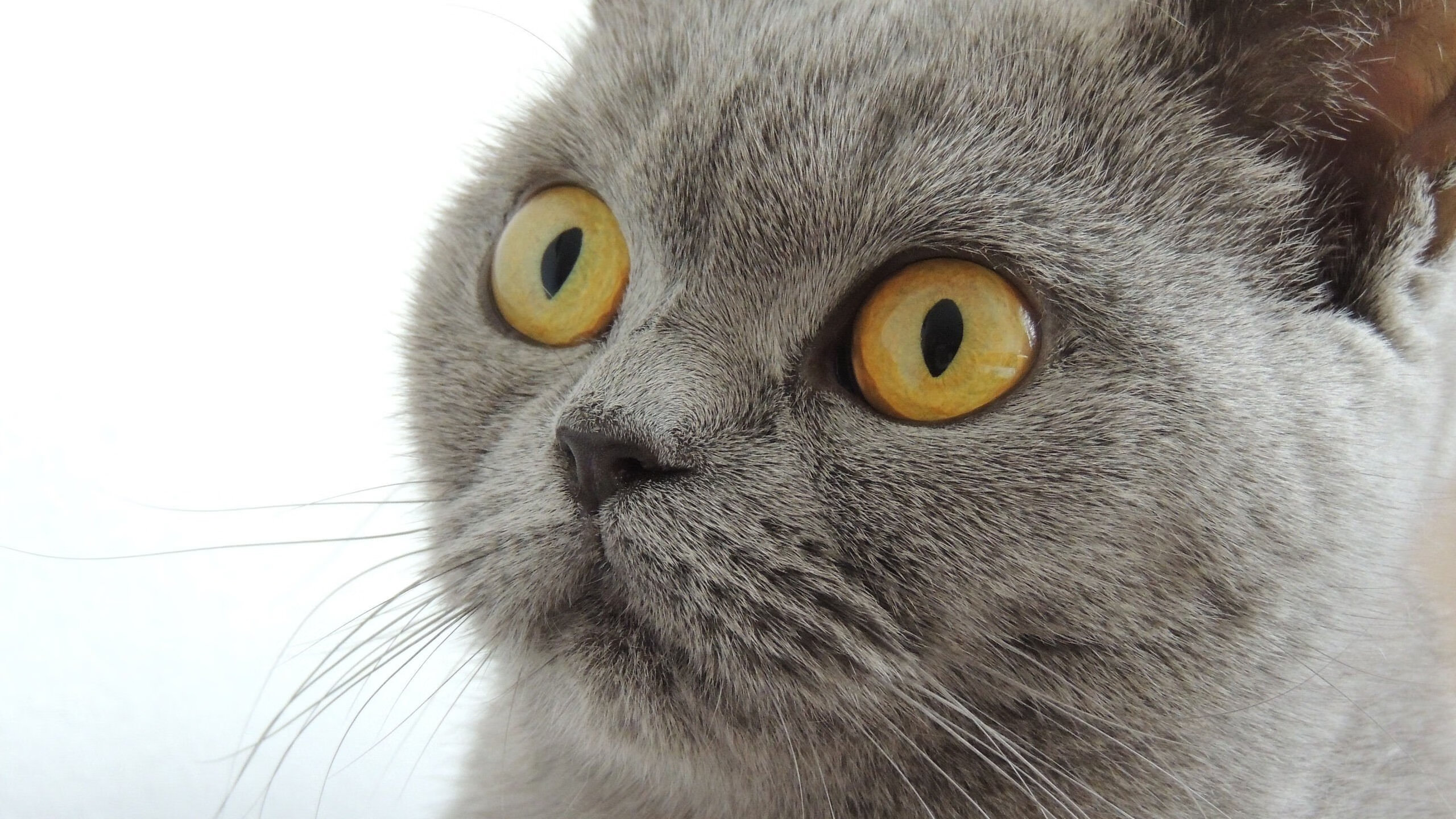 kaiyun中国官方网站-赛季最热话题:裁判争议不断,足球公正性引发热议,足球公平吗 第5张 kaiyun中国官方网站-赛季最热话题:裁判争议不断,足球公正性引发热议,足球公平吗 第5张