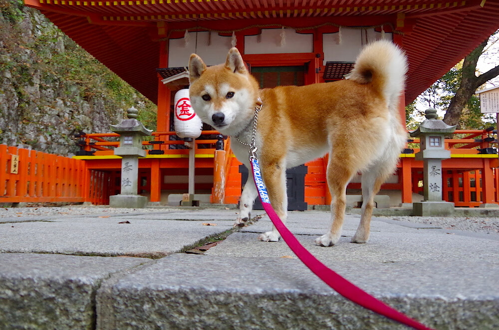 KAIYUNAPP-青少年运动参与动因及影响因素分析，青少年运动能力发展的规律与趋势