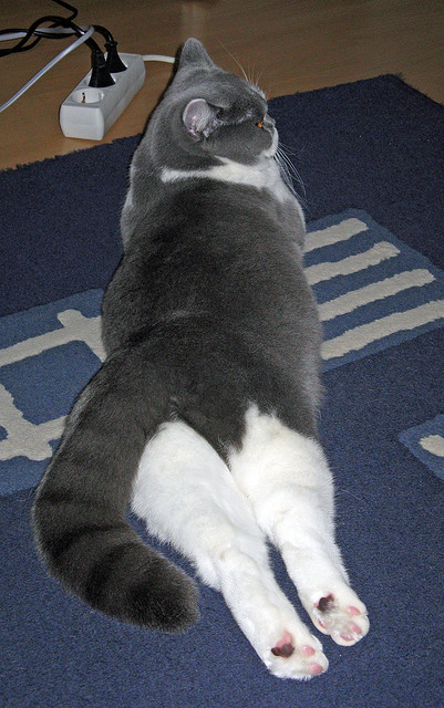 开云体育-中国男篮投篮稳定性为何长期缺失，中国男篮投篮稳定性为何长期缺失的原因