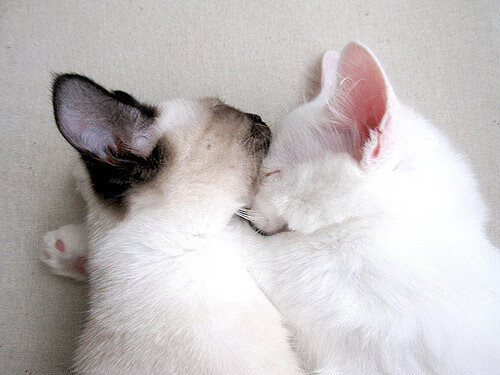 开云体育APP下载-五大联赛逆风翻盘成功率是否下降明显，五大联赛连败纪录