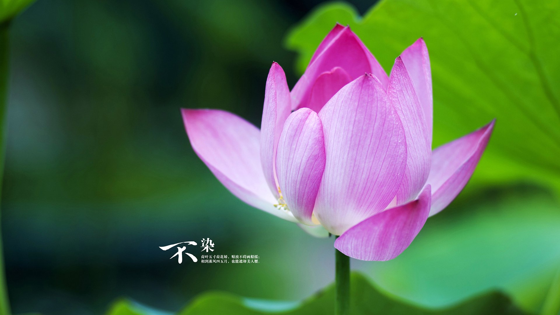 kaiyun开云·官方网站-北京鸭持续深挖替补阵容释放潜在能量，北京鸭是哪个篮球队