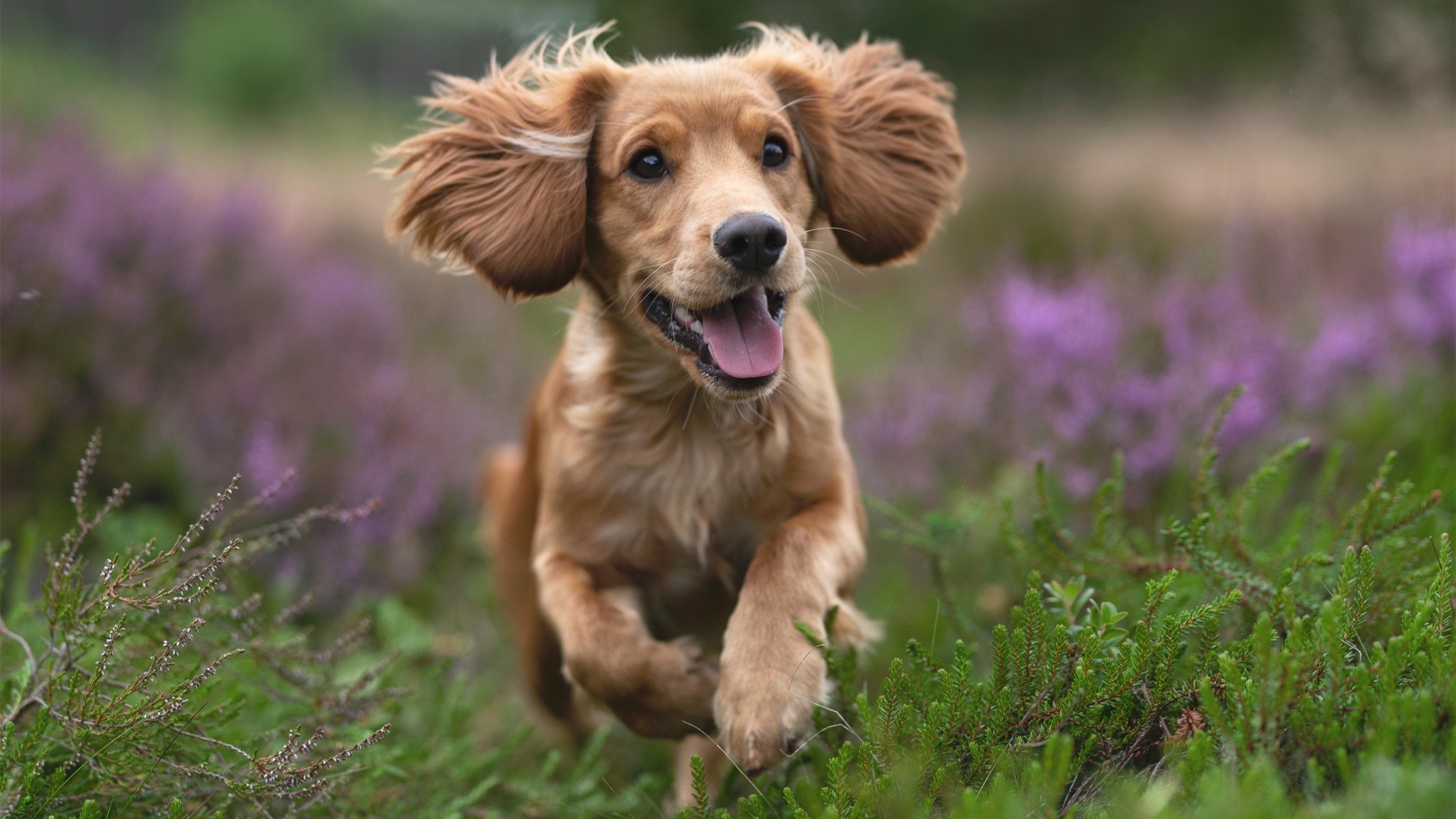 开云官方网页登录-瑞典团队在2024年乒乓世界杯赛场上的决胜时刻，瑞典世乒赛团体赛女团决赛