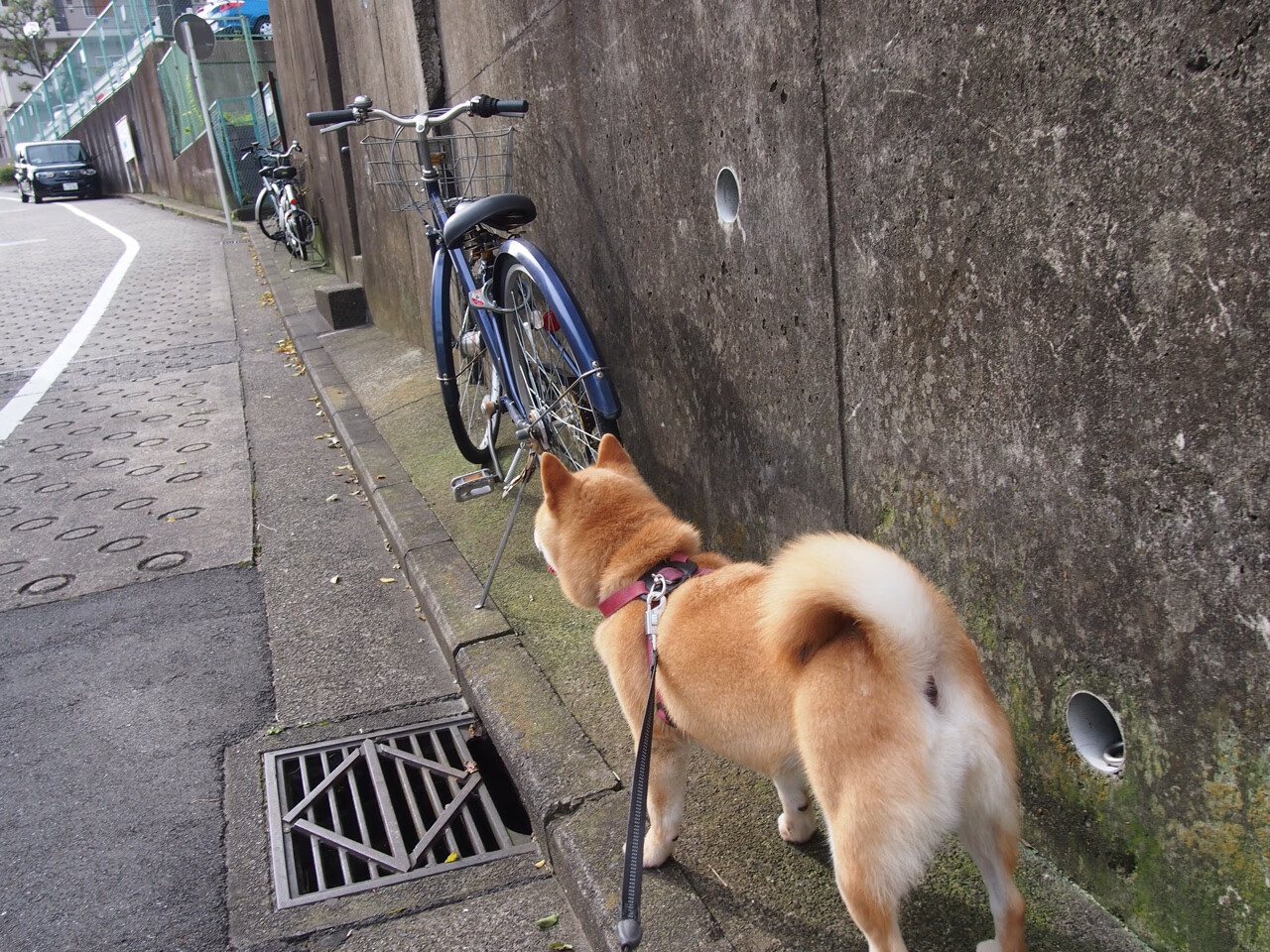 kaiyun.com-“安赫尔·巴尔博萨的全面进攻能力，成为美洲狮队迈向世界顶级的关键”