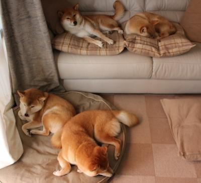 开云kaiyun-奥康纳领衔袋鼠队,橄榄球冠军锦标赛中表现抢眼,橄榄球口袋