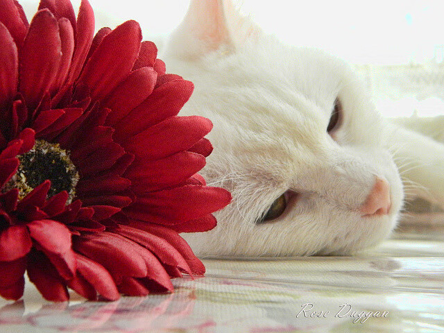 kaiyun网站-普劳德冲刺阶段技术表现惊艳,劳德普鲁