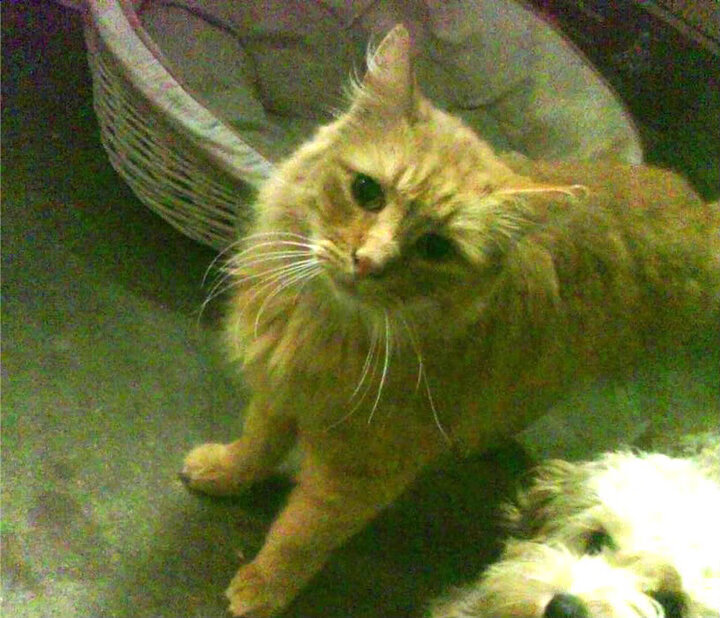 开云网页版-法甲俱乐部的绿色行动方案,法甲绿军