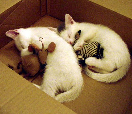 开云kaiyun-绿色可再生材料逐渐替代传统建材,引领足球场馆绿色转型,绿色再生资源回收是什么意思