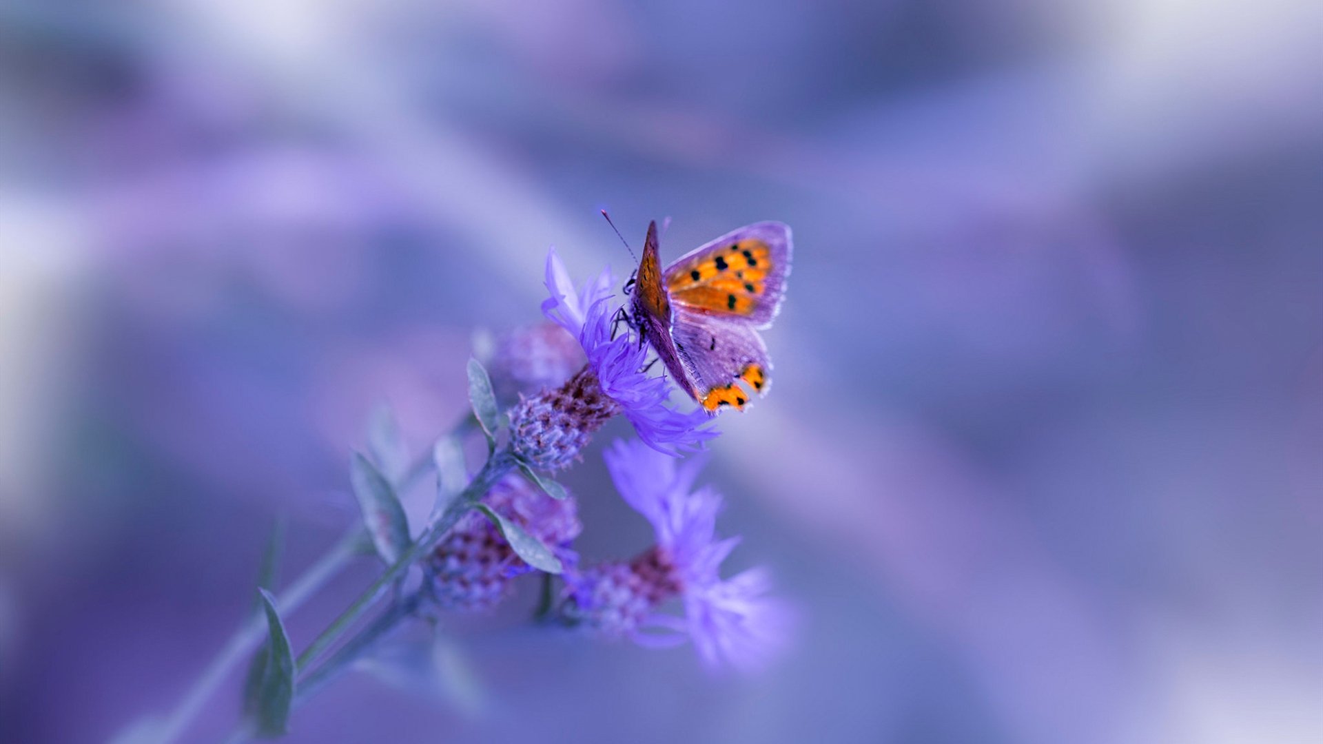 开云体育-美洲杯逆转传奇：勇气与智慧的完美结合！，美洲杯锦集