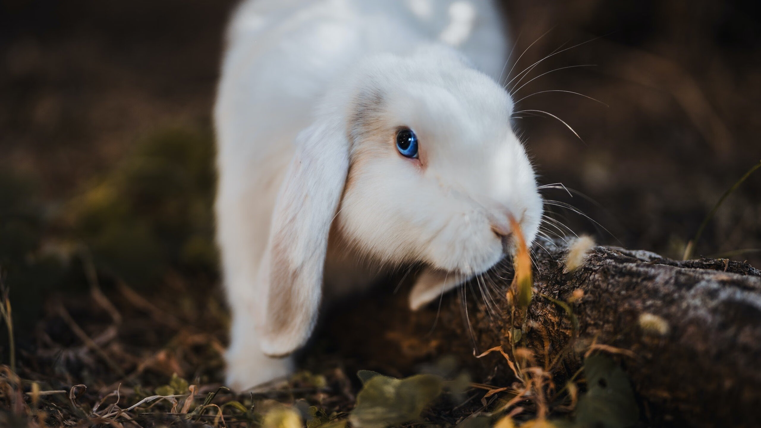 Kaiyun官方登录入口-艾比·德尔福：以高超的防守技巧确保南非队在比赛中的优势，比尔和艾德