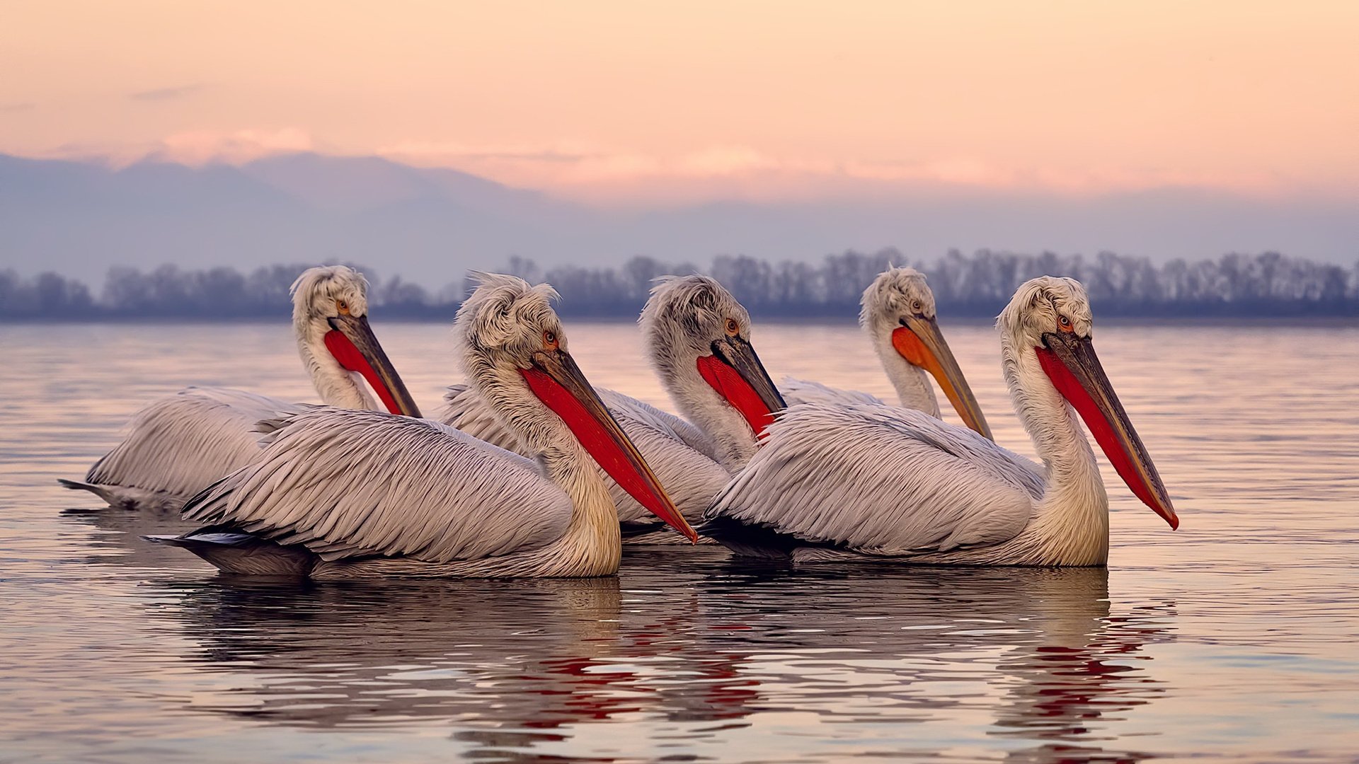 开云官网-1451亿王传福，巴菲特退出的背后逻辑，巴菲特为什么看中王传福